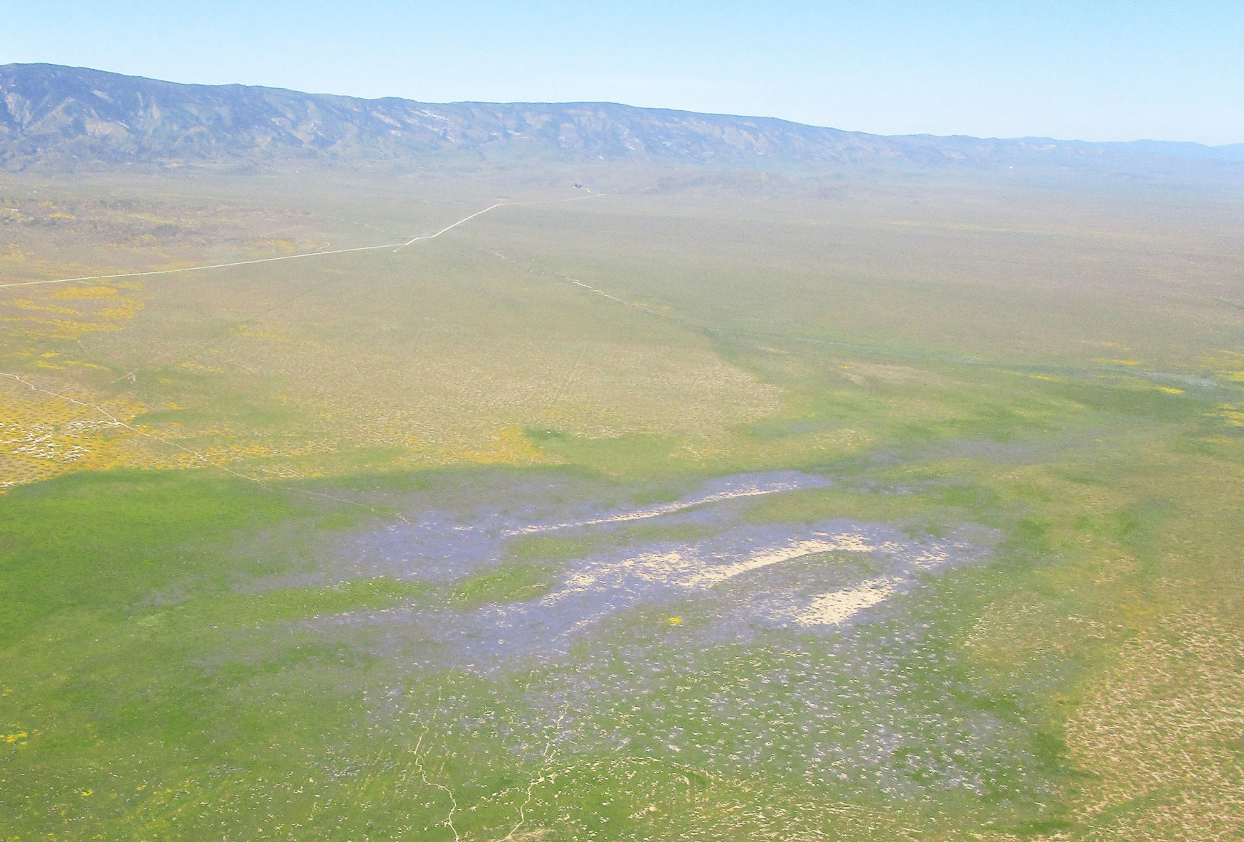 041319 Superbloom Soda Lake 10.jpg